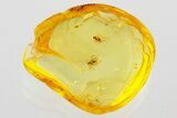 Fossil Scuttle Fly and Dark-Wing Fungus Gnat in Baltic Amber #372581-1